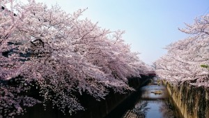 2018桜